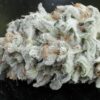 TWENTY20 MENDOCINO - CALI COUTURE STRAIN - FEM PHOTO - Image 4