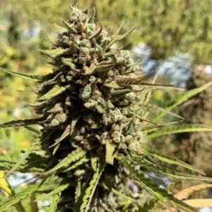 MOSCA SEEDS - CHEES-SUS CHRIST SUPERSTAR STRAIN - AUTO FEM - 5 PACK