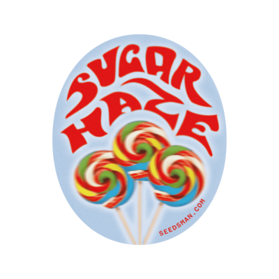 SEEDSMAN - SUGAR HAZE STRAIN - REG PHOTO - 10 PACK