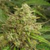 TWENTY20 MENDOCINO - TRIZZLERS STRAIN - AUTO FEM - Image 4