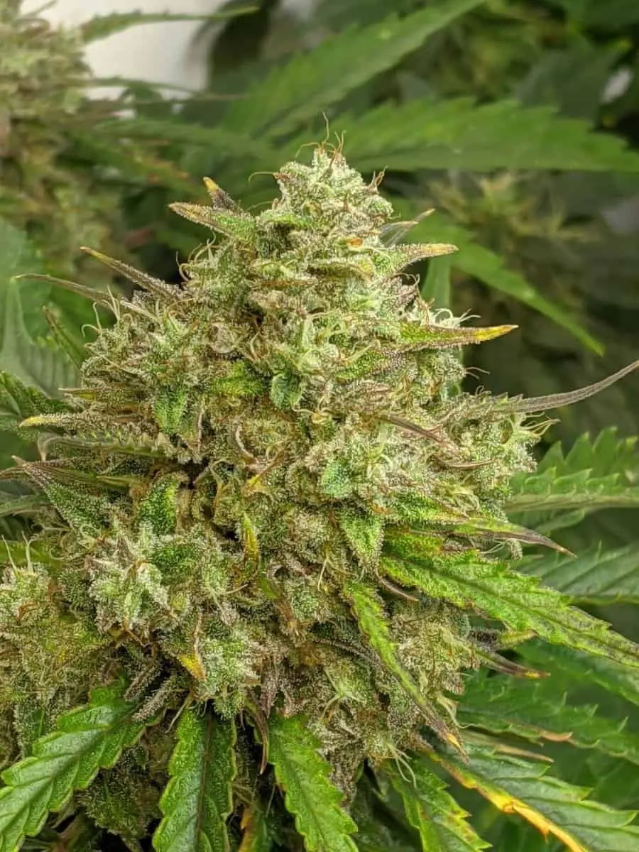TWENTY20 MENDOCINO – TRIZZLERS STRAIN – AUTO FEM