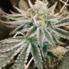 JINXPROOF GENETICS - HELL ON WHEELS STRAIN - REG PHOTO - 12 PACK - Image 8