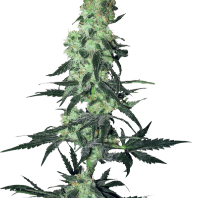 Cannabis image