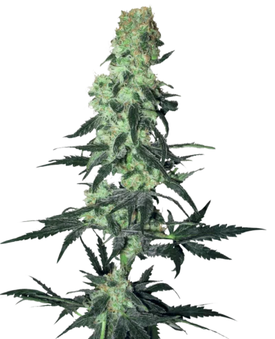 Cannabis image