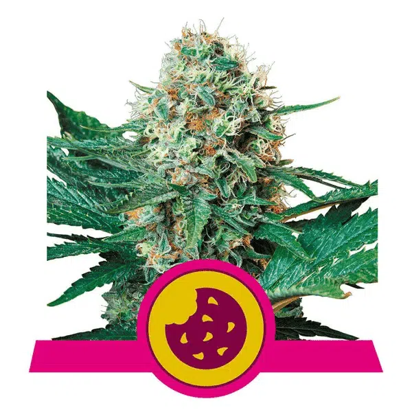 ROYAL QUEEN SEEDS - ROYAL COOKIES STRAIN - FEM PHOTO