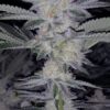 KUSH FAMILY ORIGINALS - SOUR AL x GHOST OG BX4 - REG PHOTO - 12 PACK - Image 3