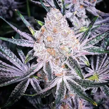 Purple Sunset RBX2 | Ethos Genetics | FEM Photoperiod Seeds