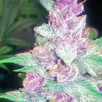 Grape Kush | Cali Connection | FEM Photoperiod Seeds