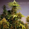 JINXPROOF GENETICS - WATERMELON HUSTLE STRAIN - REG PHOTO - 12 PACK - Image 8