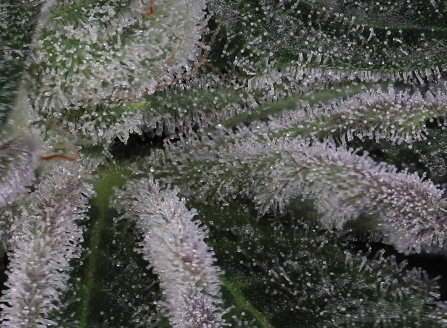 TWENTY20 MENDOCINO – BUBBAWHIP STRAIN – FEM PHOTO