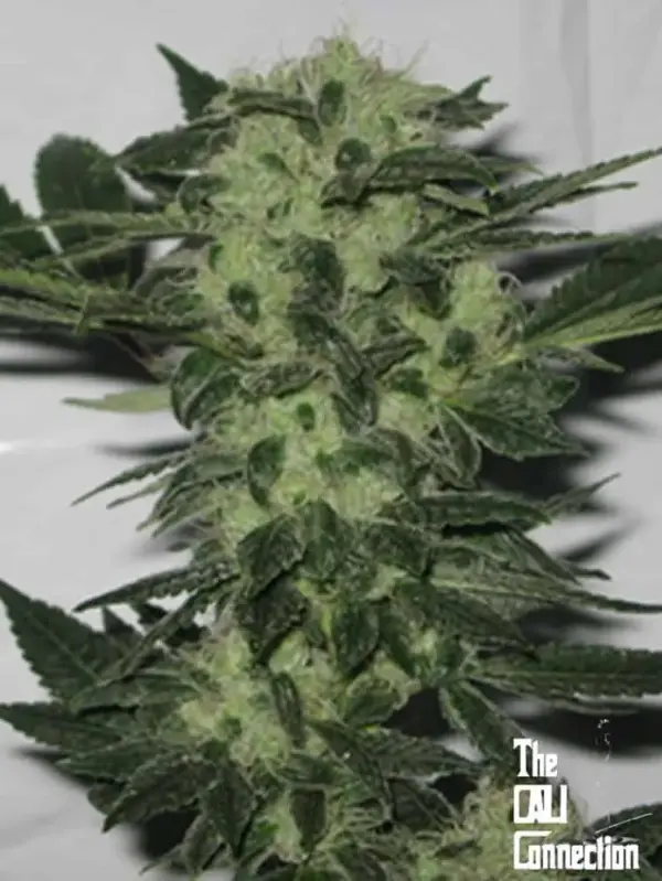 Original Sour Diesel | Cali Connection | FEM Photoperiod Seeds
