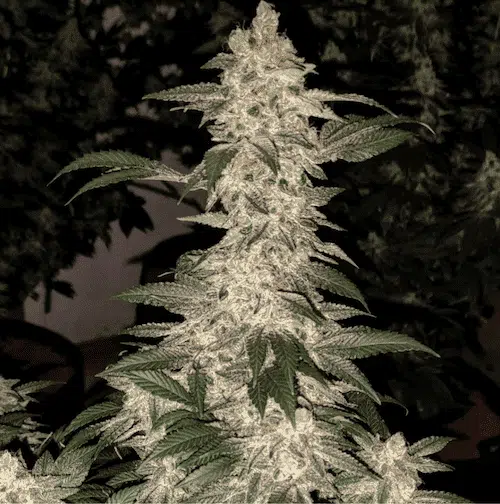 Grandpa's Cookies R1 | Ethos Genetics | FEM Photoperiod Seeds