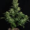 ROYAL QUEEN SEEDS - COSMOS F1 STRAIN - AUTO FEM - Image 2