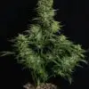 9f8225 Mv2