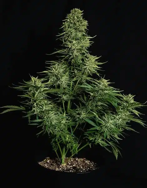ROYAL QUEEN SEEDS – COSMOS F1 STRAIN – AUTO FEM