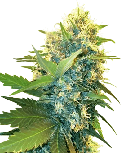 Image of a cannabis plant