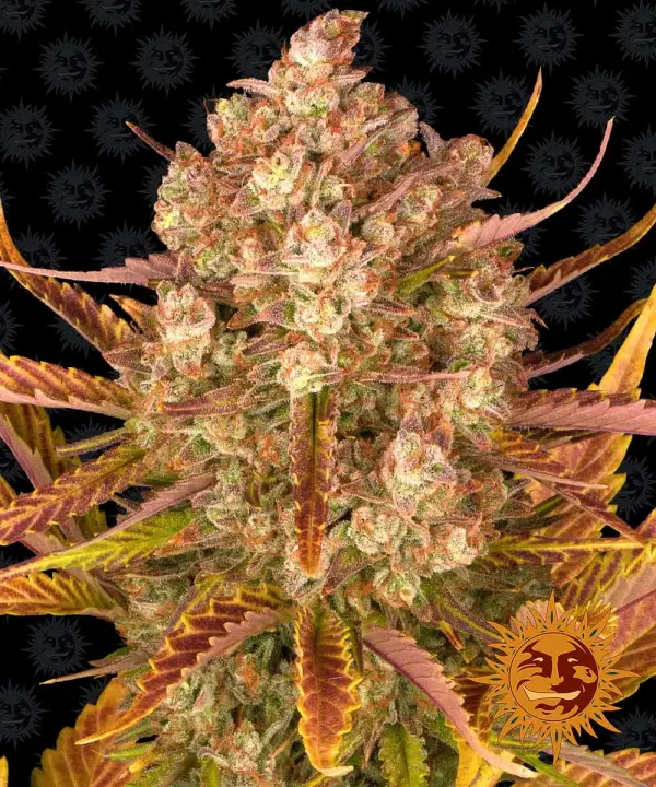 Dos Si Dos Auto | Barney's Farm | FEM Autoflower Seeds
