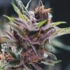 TASTEBUDZ - PURPLE PUNCH STRAIN - AUTO FEM - Image 6