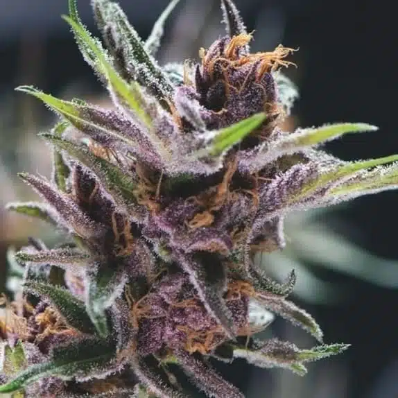 TASTEBUDZ – PURPLE PUNCH STRAIN – AUTO FEM