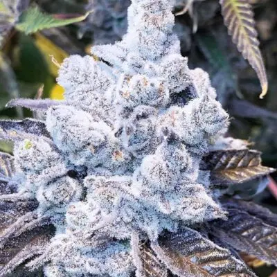 Slurricane #7 S1 | In House Genetics | FEM Photoperiod Seeds