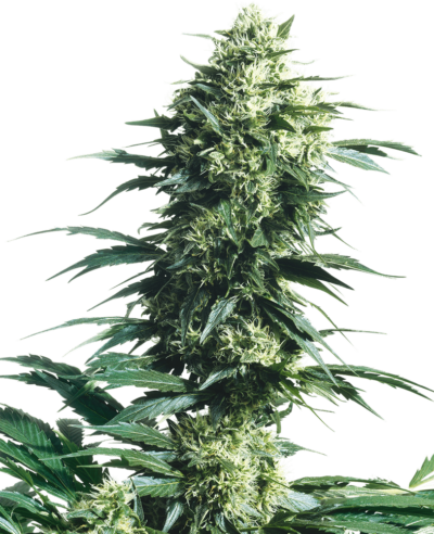 Cannabis image