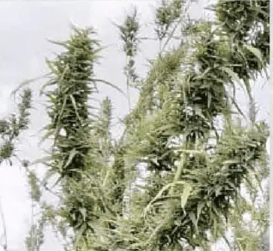 TRIDENT SEEDS -  KEMEROVO (2020 STOCK)STRAIN - AUTO REG