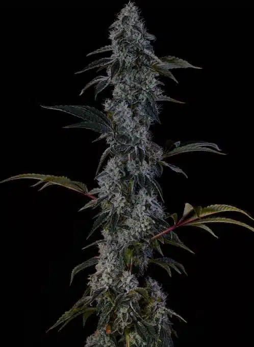 Zweet OG F2 | Ethos Genetics | REG Photoperiod Seeds