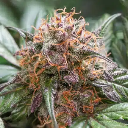 Trichome And Cream Auto