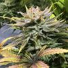 JINXPROOF - KUSH CREAM DREAM STRAIN - REG PHOTO - 12 PACK - Image 4
