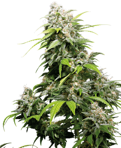 Cannabis image