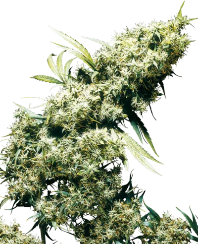 Cannabis image