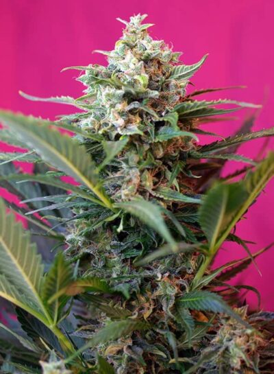 SWEET SEEDS - BIG DEVIL XL STRAIN - AUTO FEM