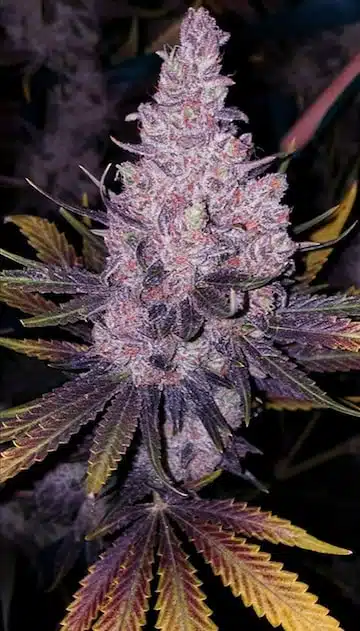 Member OG F1 | Ethos Genetics | REG Photoperiod Seeds