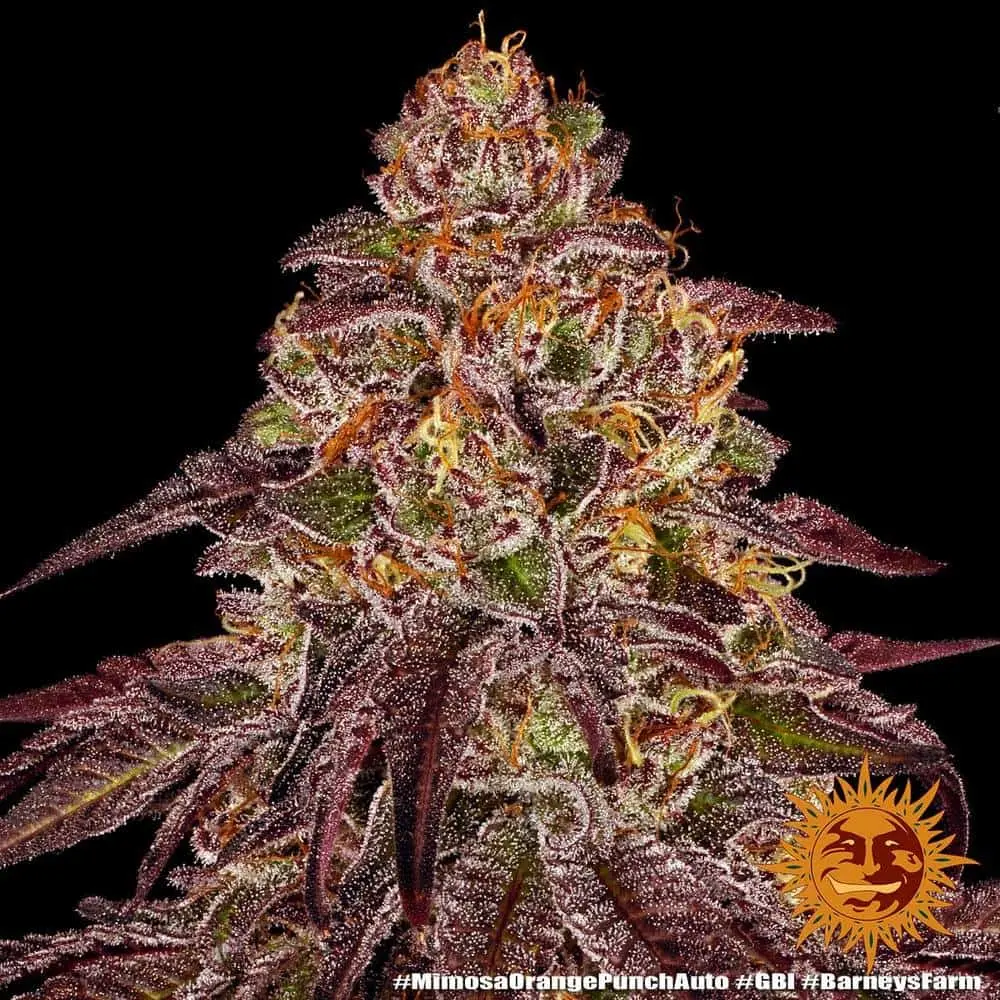 Mimosa X Orange Punch Auto