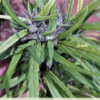 TRIDENT SEEDS -  ORISSA PURPLE SELECTION STRAIN - REG PHOTO - Image 2