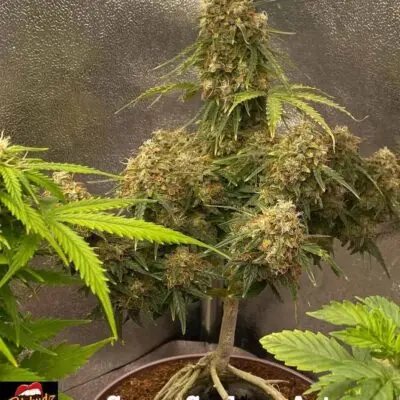 TASTEBUDZ - GRAPE GUSHERS STRAIN - AUTO FEM