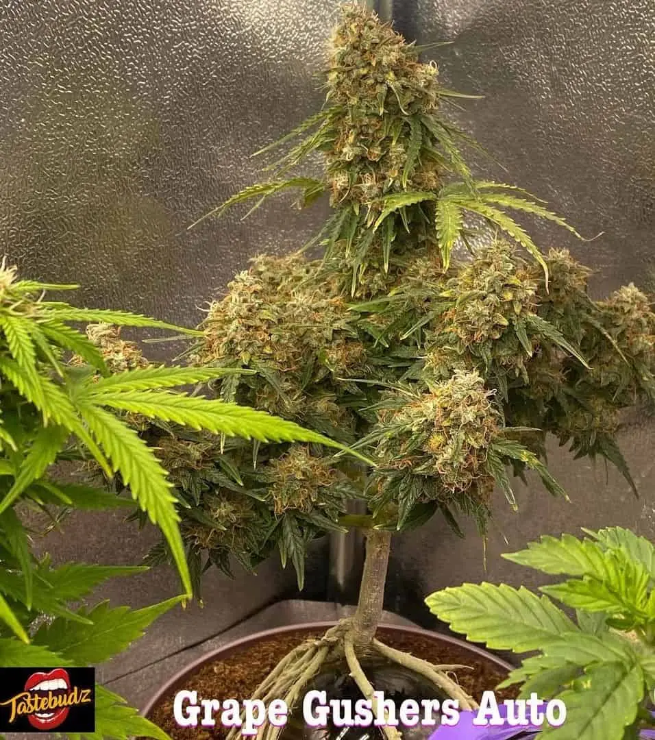 TASTEBUDZ - GRAPE GUSHERS STRAIN - AUTO FEM
