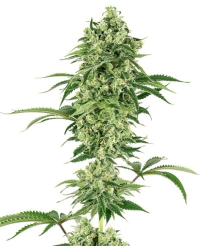 Image of a cannabis plant