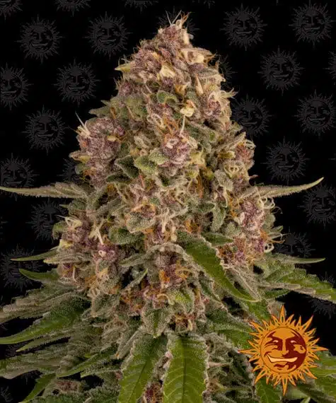 Pink Kush | Barney's Farm | FEM Photoperiod Seeds