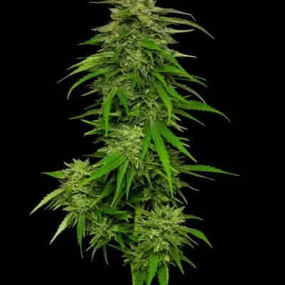 Mango Sherbert | Humboldt Seed Co | FEM Photoperiod Seeds