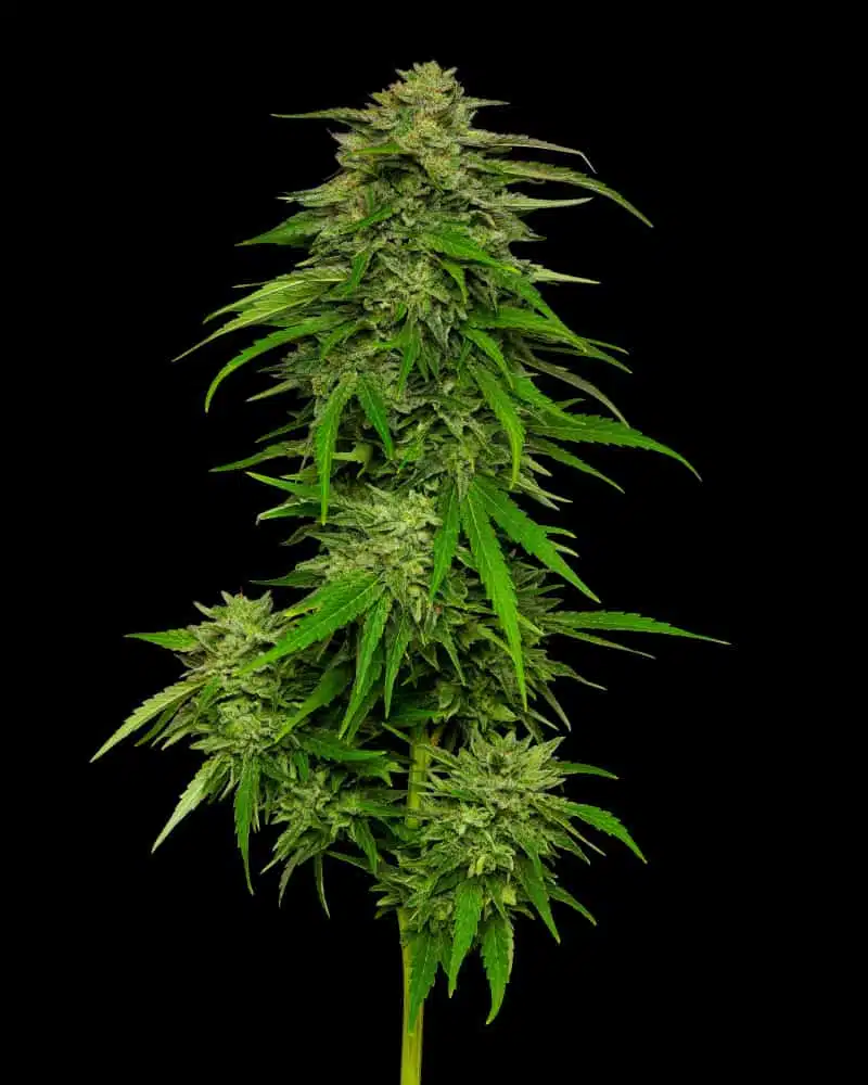 Mango Sherbert | Humboldt Seed Co | FEM Photoperiod Seeds