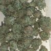 JINXPROOF GENETICS - 9LB PUNCH STRAIN - REG PHOTO - 12 PACK - Image 6