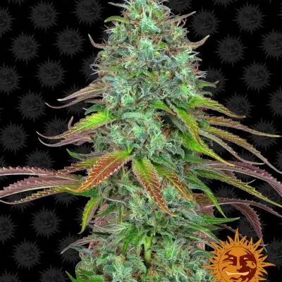 Lsd Auto | Barney's Farm | FEM Autoflower Seeds
