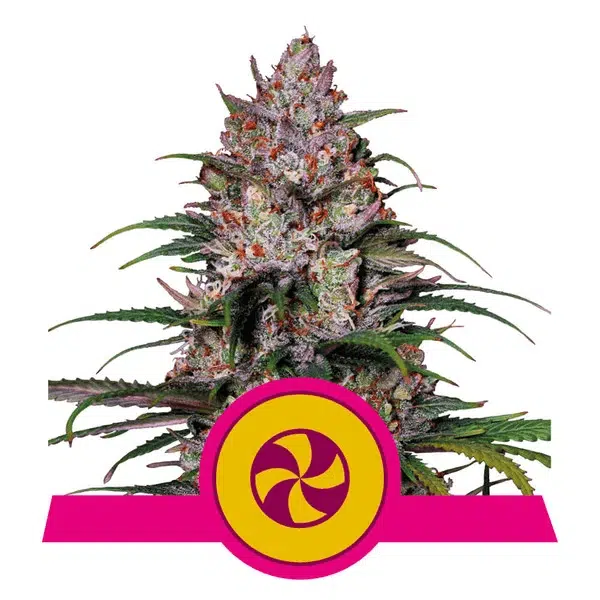 ROYAL QUEEN SEEDS - SWEET ZZ STRAIN - FEM PHOTO