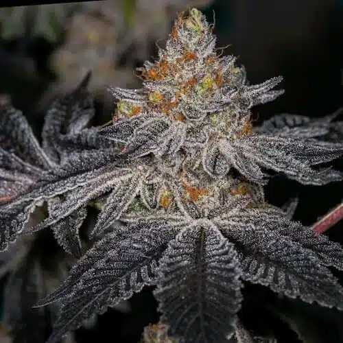 End Game RBX "The Punch Line" | Ethos Genetics | FEM Photoperiod Seeds
