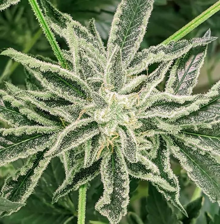 TWENTY20 MENDOCINO - THE SPICE! STRAIN - FEM PHOTO