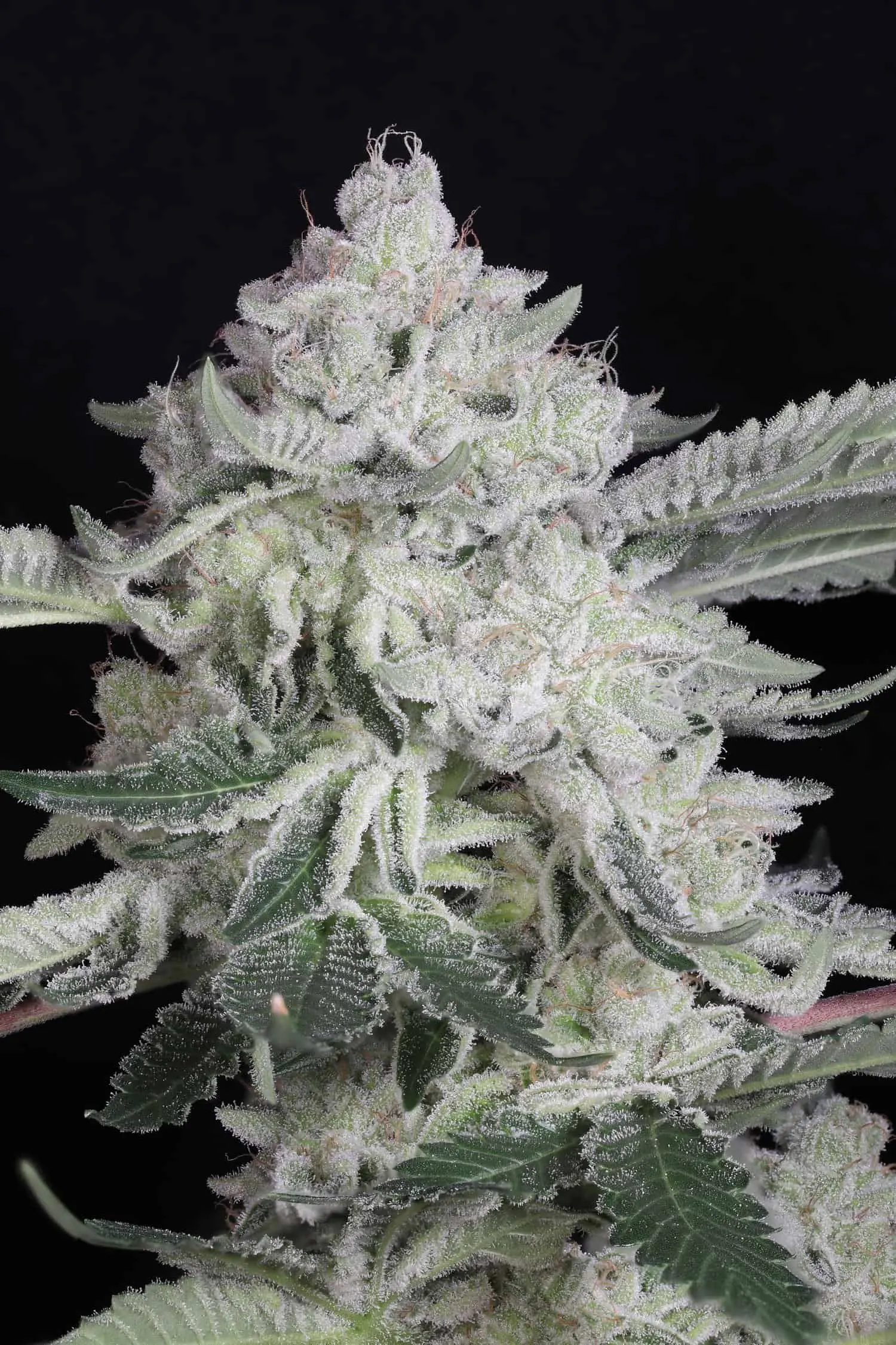 TWENTY20 MENDOCINO - BUBBAWHIP STRAIN - FEM PHOTO