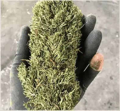 TRIDENT SEEDS -  ORISSA MALKANGIRI DISTRICT STRAIN - REG PHOTO