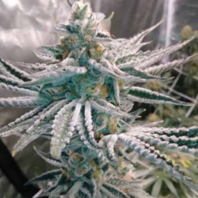JINXPROOF GENETICS - HELL ON WHEELS STRAIN - REG PHOTO - 12 PACK
