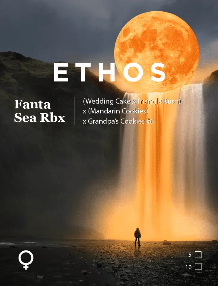 Fanta Sea RBX | Ethos Genetics | FEM Photoperiod Seeds